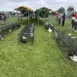 Enniscrone Show 2025 (261)