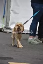 Enniscrone Show 2025 (804)