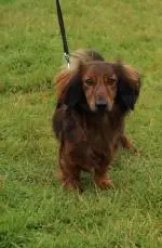 Enniscrone Show 2025 (1189).JPG