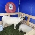 Enniscrone Show 2025 (591)