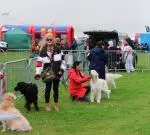 Enniscrone Show 2025 (1224).JPG