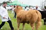Enniscrone Show 2025 (166)