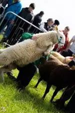 Enniscrone Show 2025 (158)