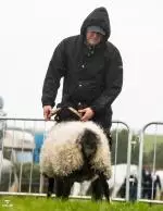 Enniscrone Show 2025 (177)