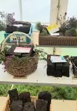 Enniscrone Show 2025 (885)