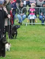 Enniscrone Show 2025 (1213).JPG