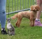 Enniscrone Show 2025 (1197).JPG