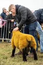 Enniscrone Show 2025 (384)