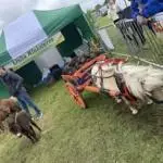 Enniscrone Show 2025 (210)