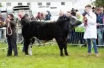 Enniscrone Show 2025 (249)