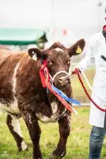 Enniscrone Show 2025 (839)