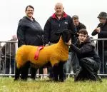 Enniscrone Show 2025 (754)