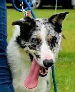 Enniscrone Show 2025 (1190).JPG