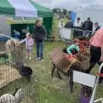 Enniscrone Show 2025 (1066)